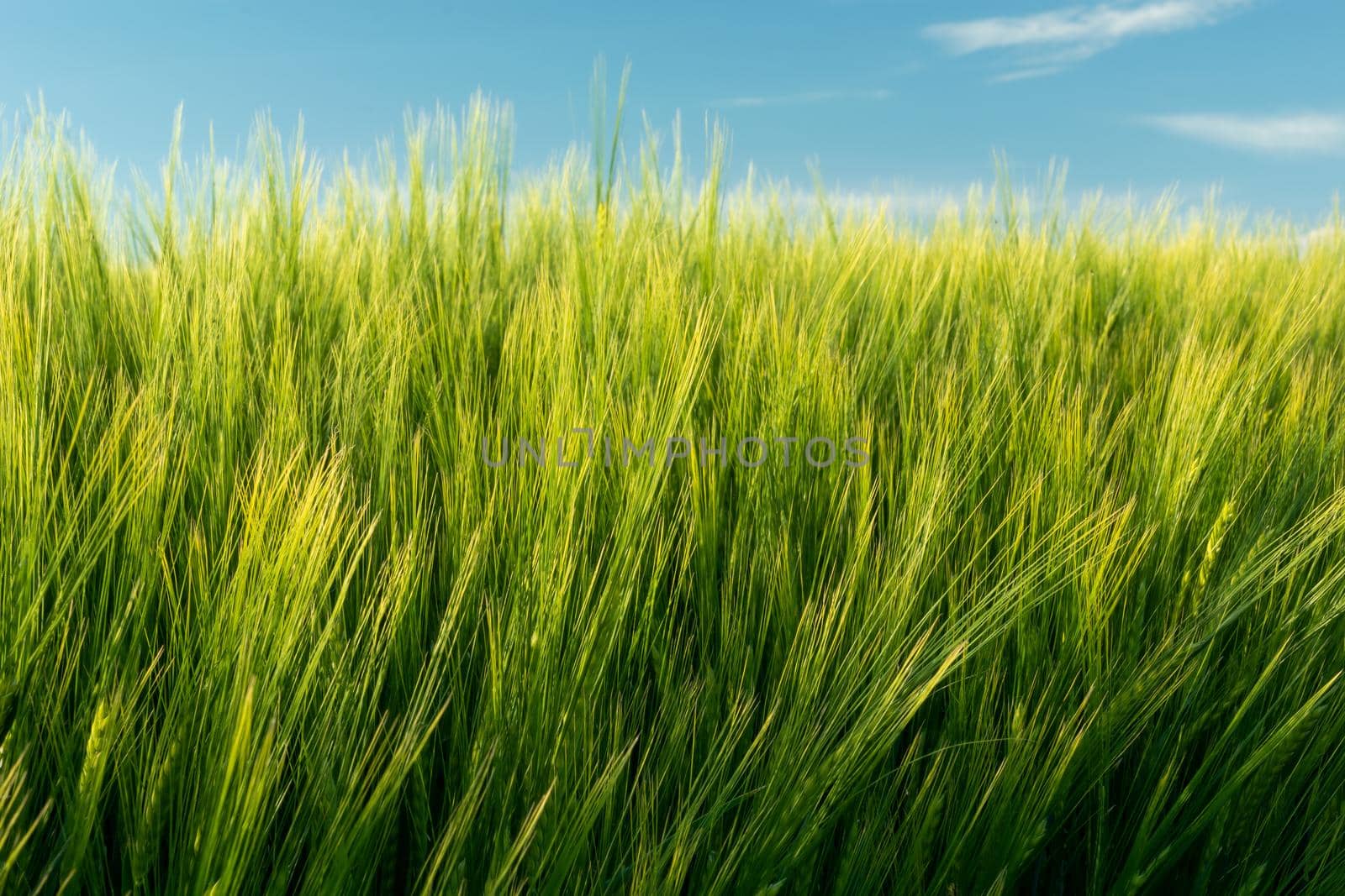 Yellow-green barley grain ears and blue sky, spring view