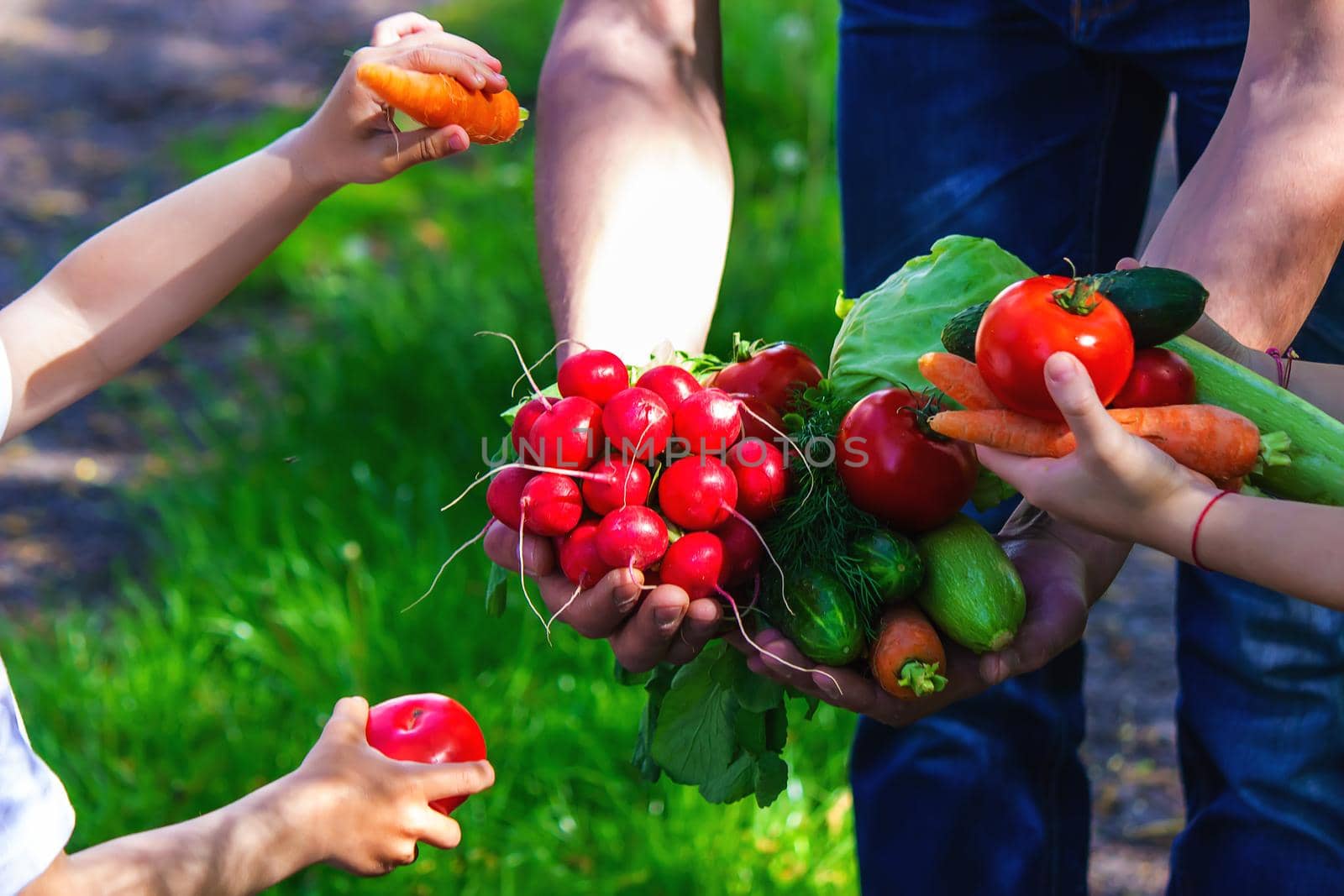 A man and his child in the garden with vegetables in their hands. Selective focus. nature.