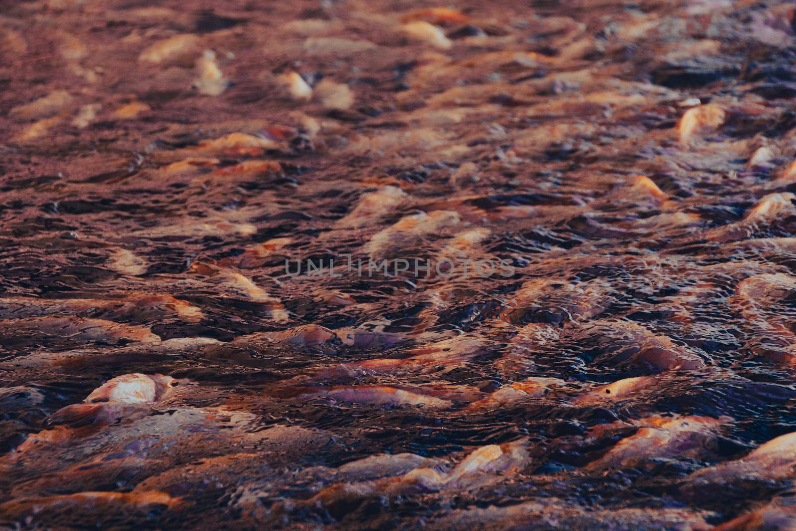 Close up of farmed carp fishes on a feeding frenzy at the water surface