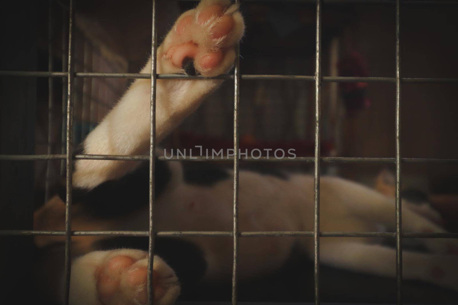 A rescued cat's paw against a cage showing the concept of animal rescue, volunteerism and hope for stray animals
