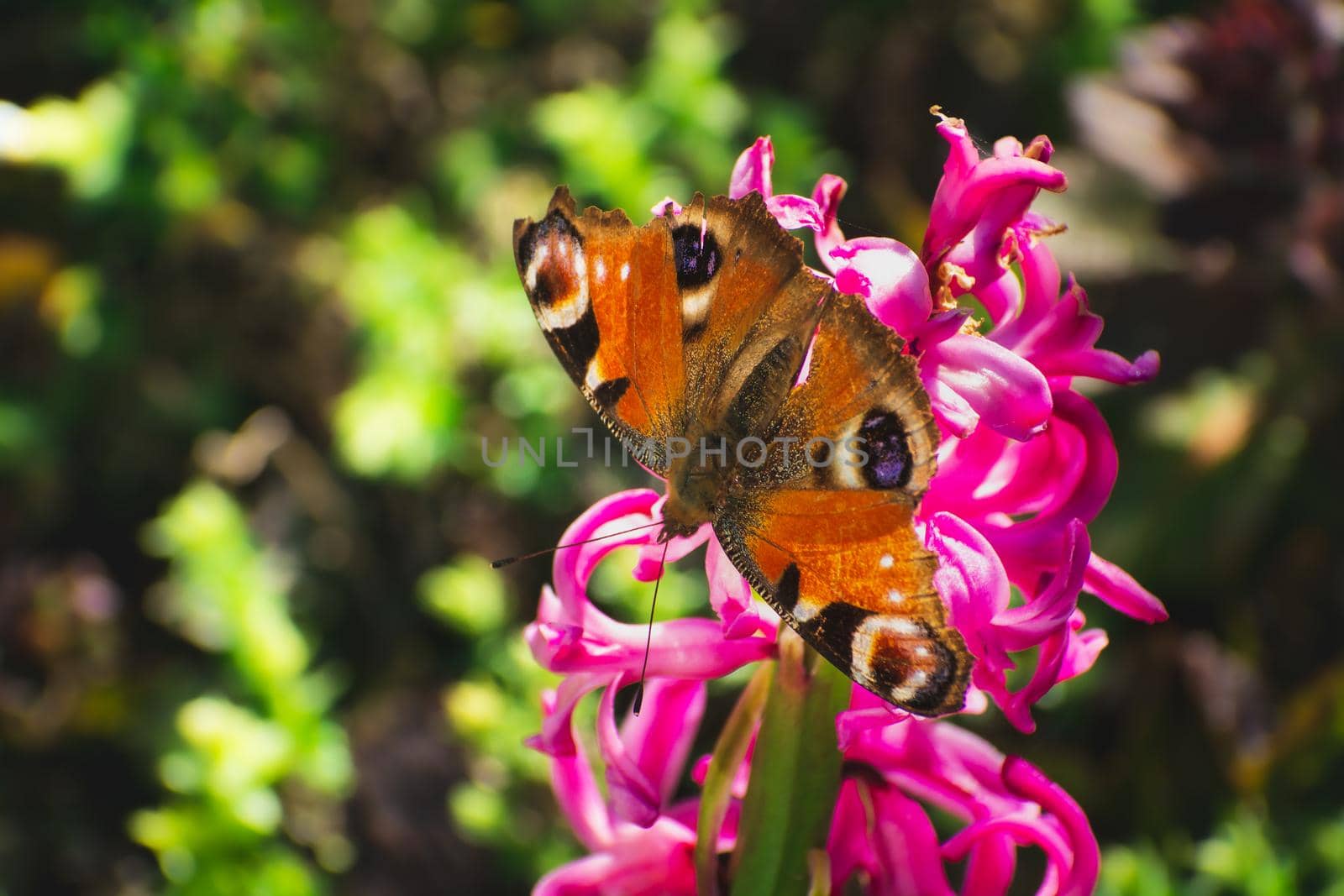 A peacock butterfly sitting on a pink flower, sunny spring view