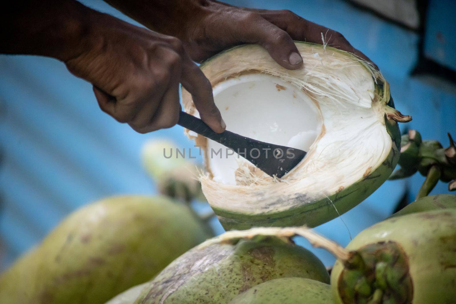 dark skinned man taking out coconut cream using sharp knife and special spoon from green freshly plucked coconut at havelock in andaman nicobar for eating and other products in Andaman