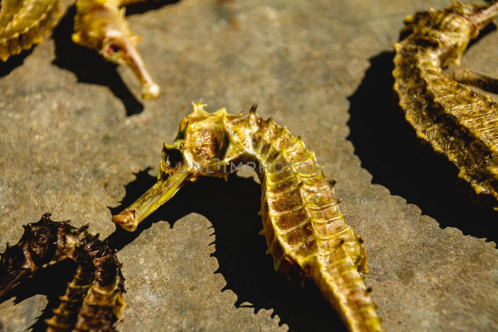 Top view of dried seahorses by Sonnet15