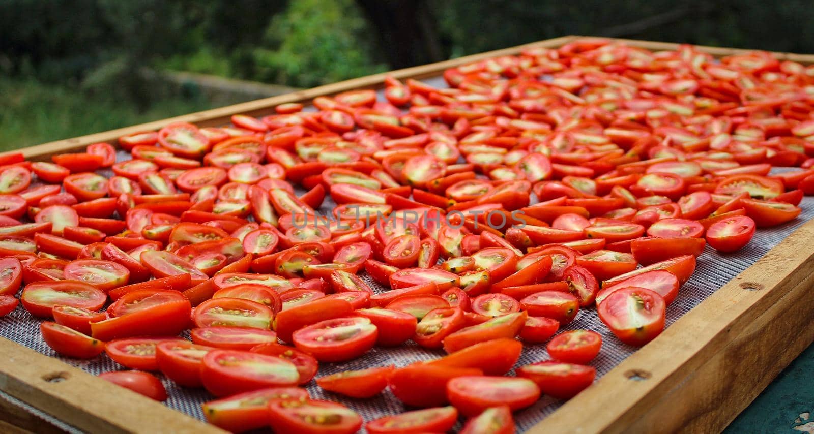 Sundried Tomatoes drying in the sun in the Mediterranean