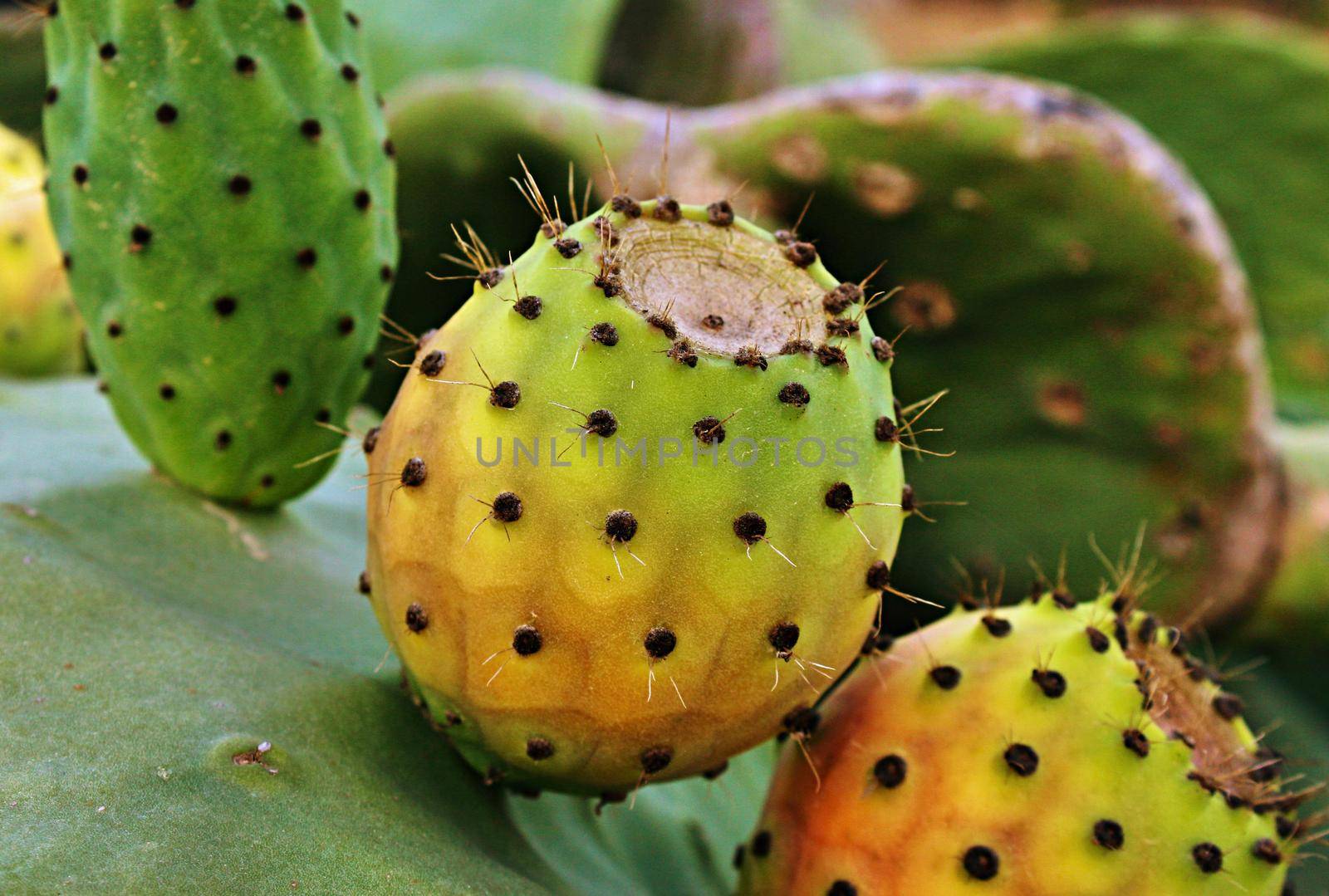 Green and orange prickly pear on cactus plant in the countryside in the mediterranean sun