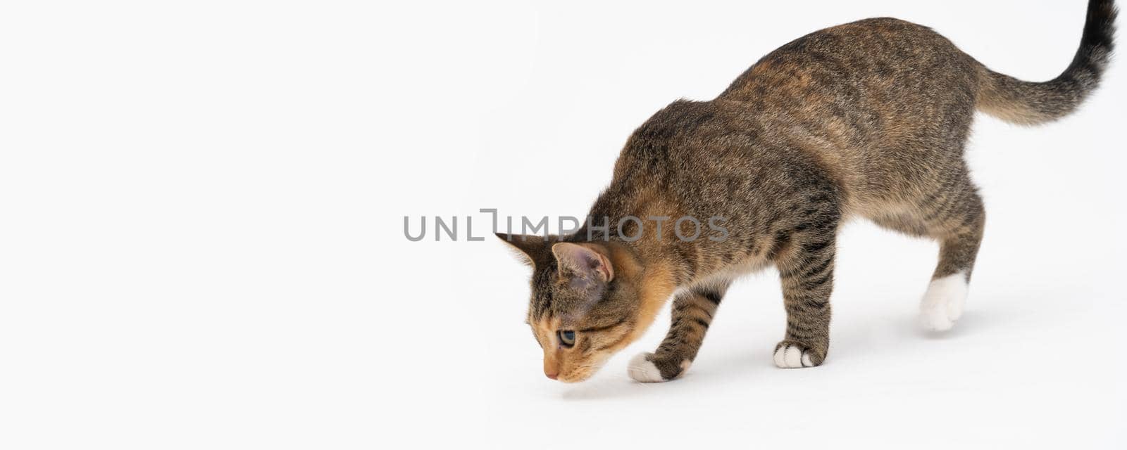 During the search, the cat caught a smell that interested him very much and stopped to examine it thoroughly. Panoramic view.