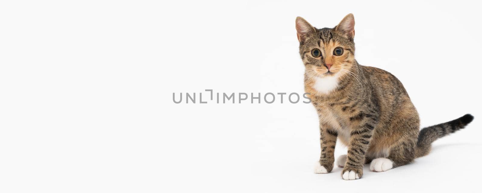 The female cat sits on a white background in the sphinx position and looks carefully, wide-eyed straight at the camera. The cat has protruding ears and a brown-black color. Panoramic view.