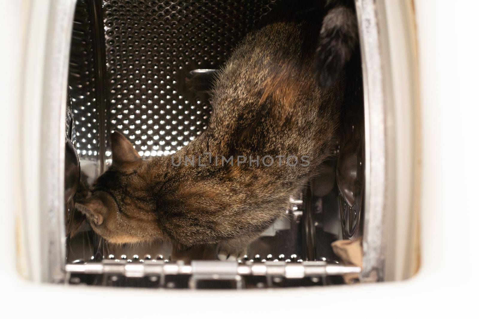 Inside the washing machine, a multiracial cat walks on a perforated drum and checks out new smells for it. Short hair with black stripes.