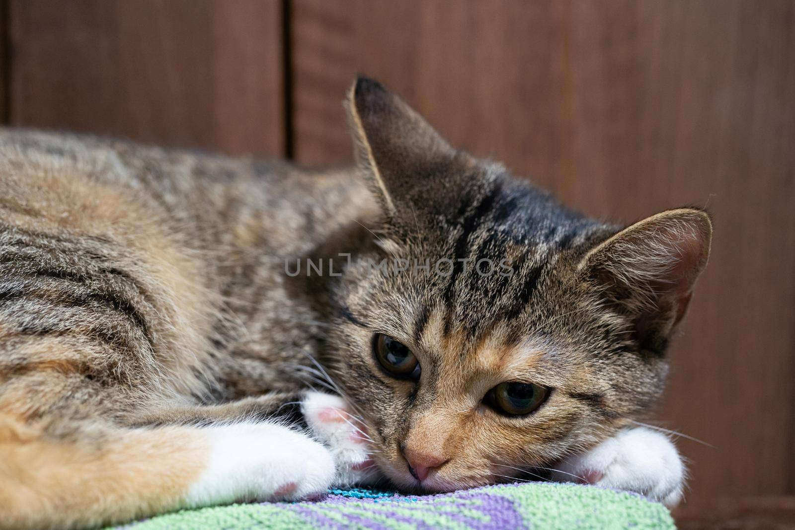 She-cat keeps her eyes open and is lying in place. She is very calm and only observes the surroundings. The short hair is dark brown with black stripes.