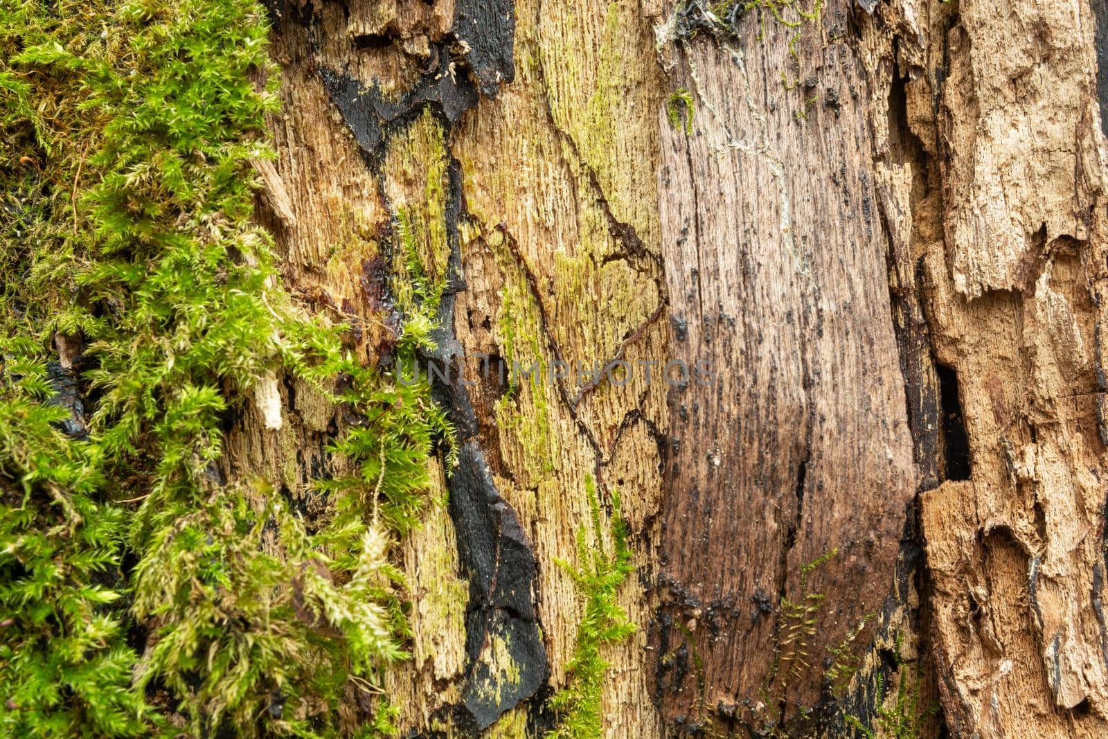 Structure of an old tree with green moss