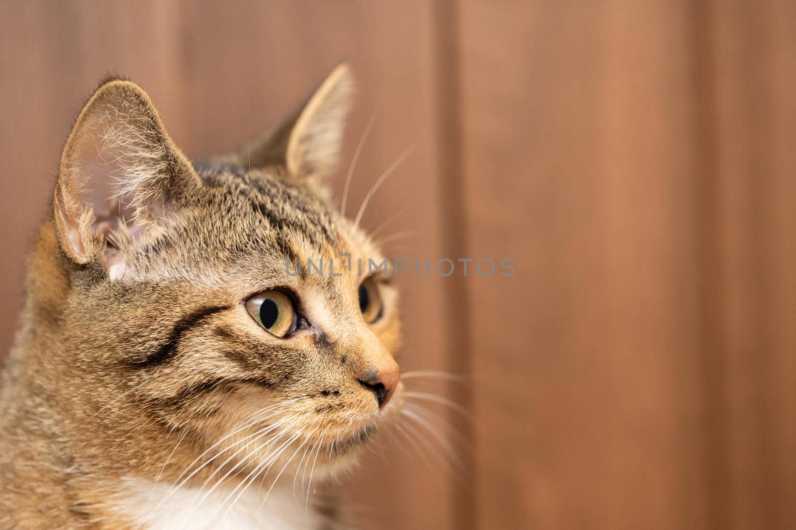 The head of the cat in a close-up you can see large eyes and protruding pointed ears. Long white cat's whiskers.