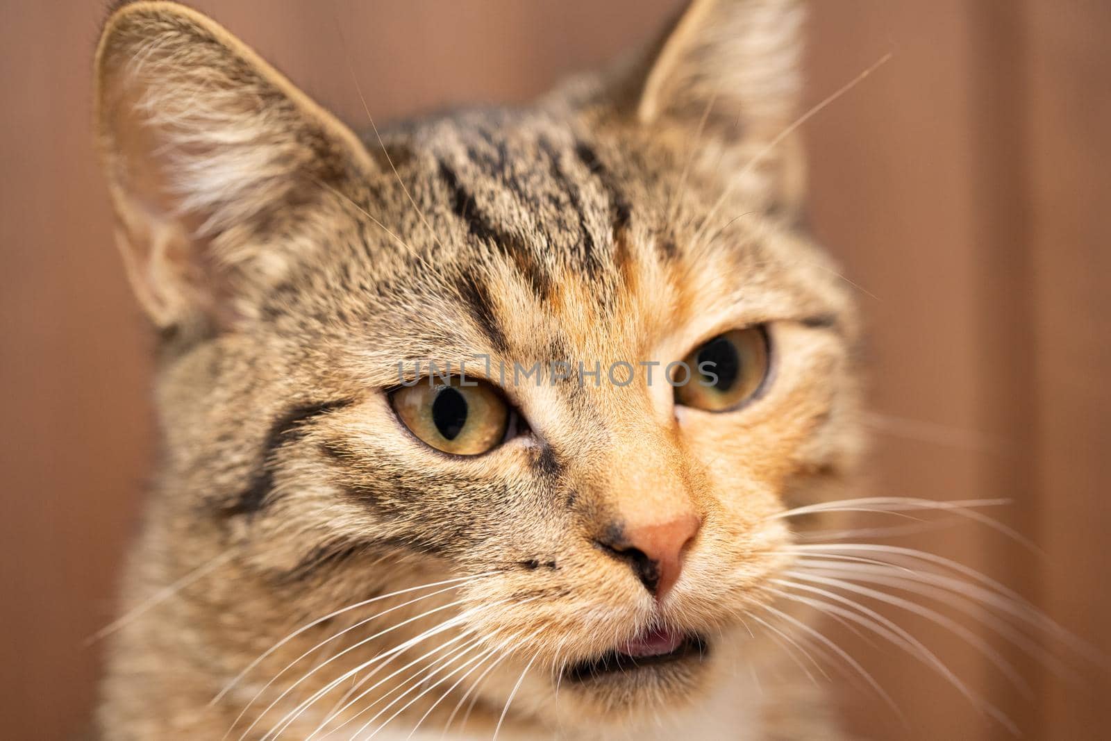The head of the cat in a close-up you can see large eyes and protruding pointed ears. Long white cat's whiskers.