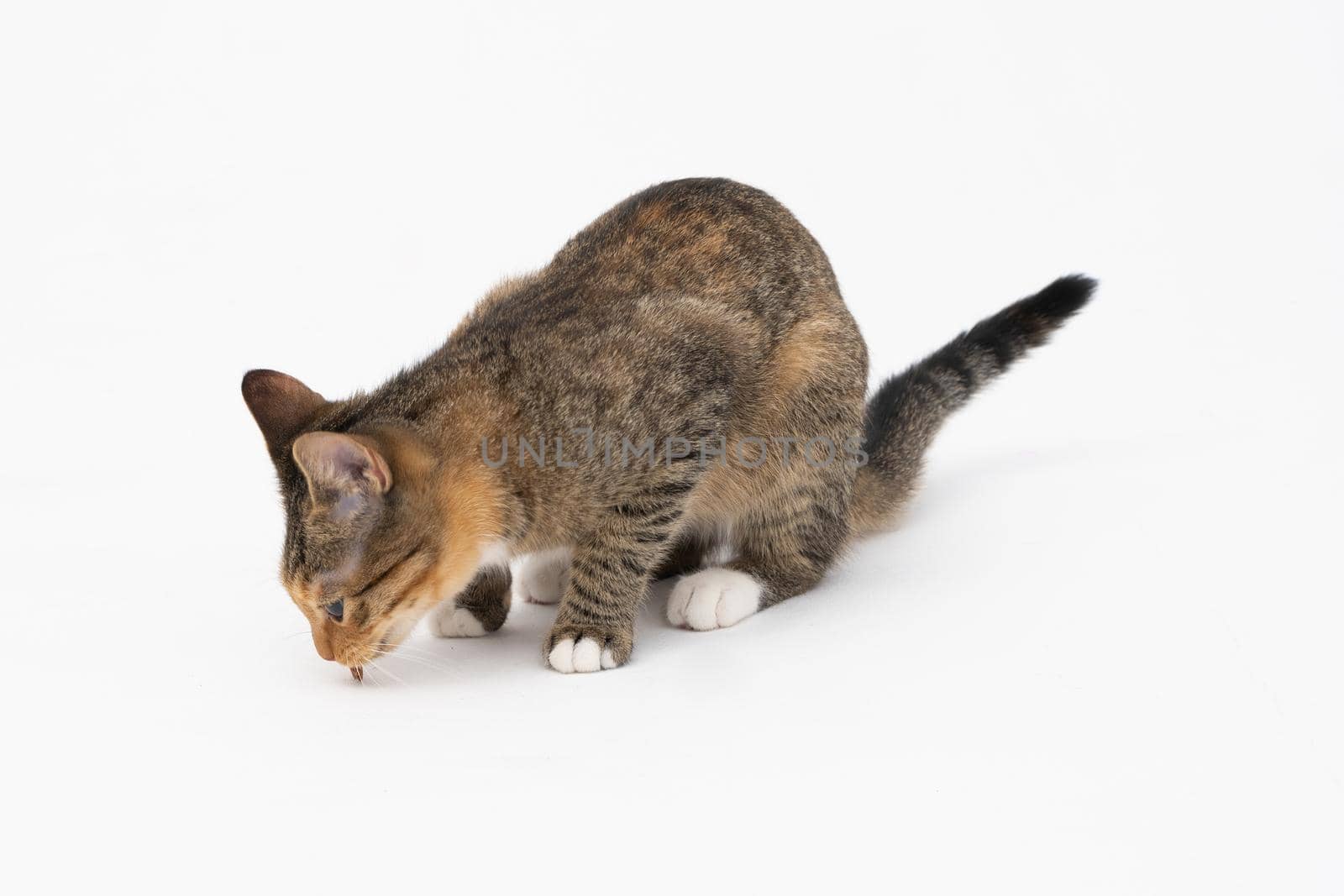 During the search, the cat caught a smell that interested him very much and stopped to examine it thoroughly.