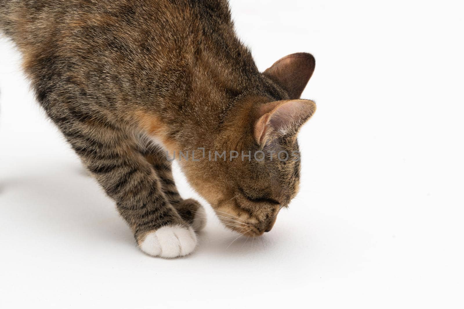 During the search, the cat caught a smell that interested him very much and stopped to examine it thoroughly.