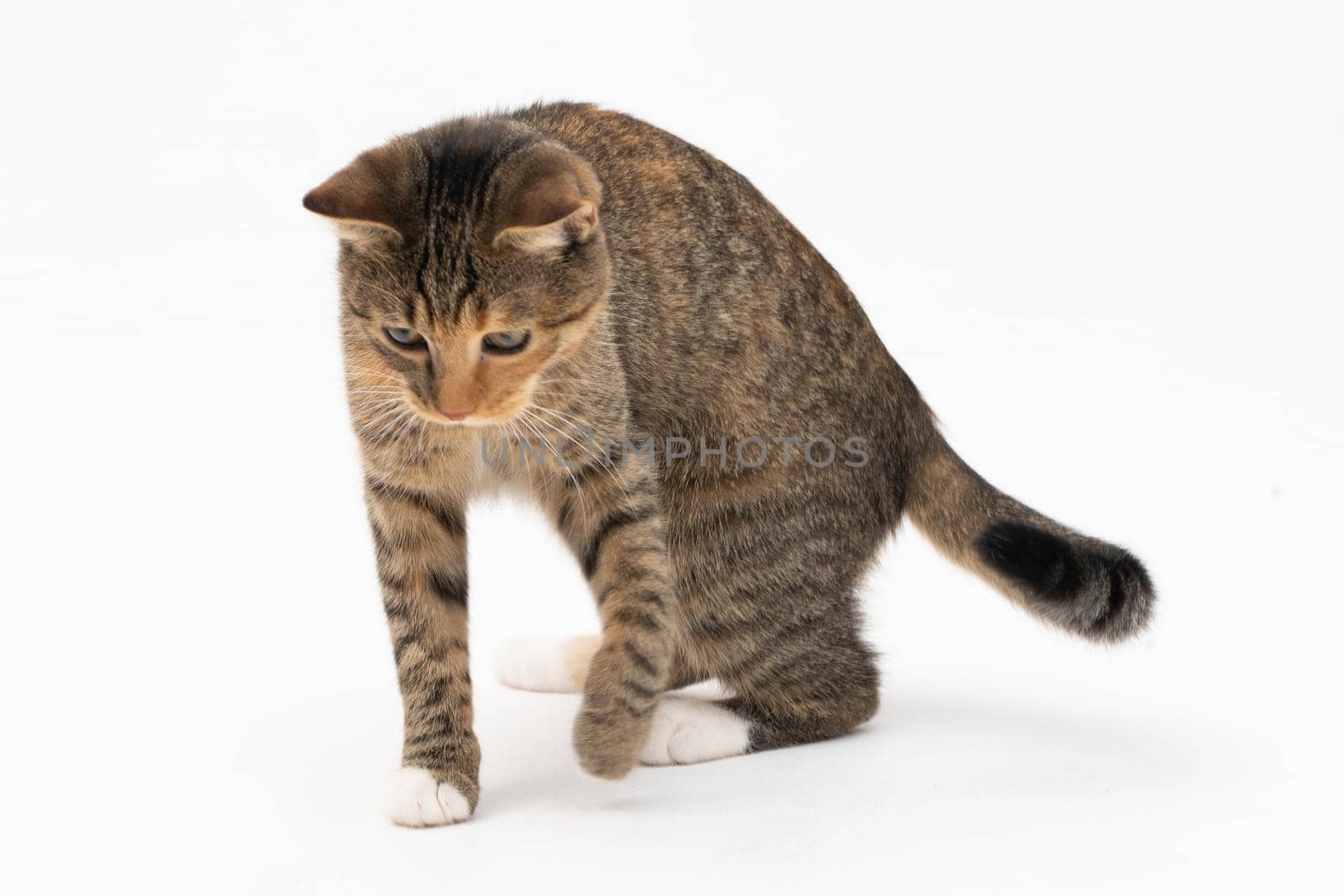 she-cat noticed something at the bottom that interested her very much and she slowly walks up with her eyes wide open. Ready to see what's going on. Cat's ears sticking out.