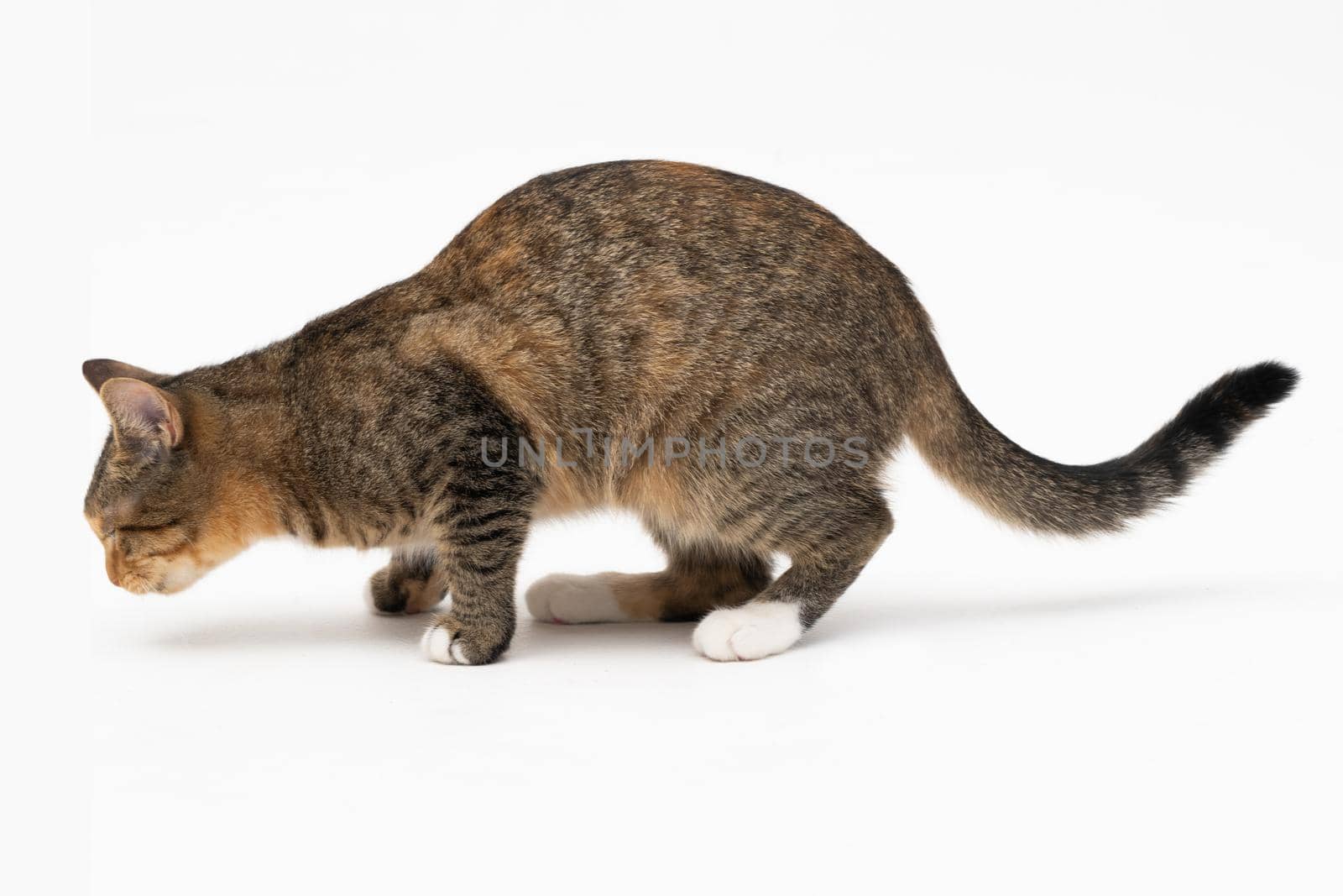 During the search, the cat caught a smell that interested him very much and stopped to examine it thoroughly.