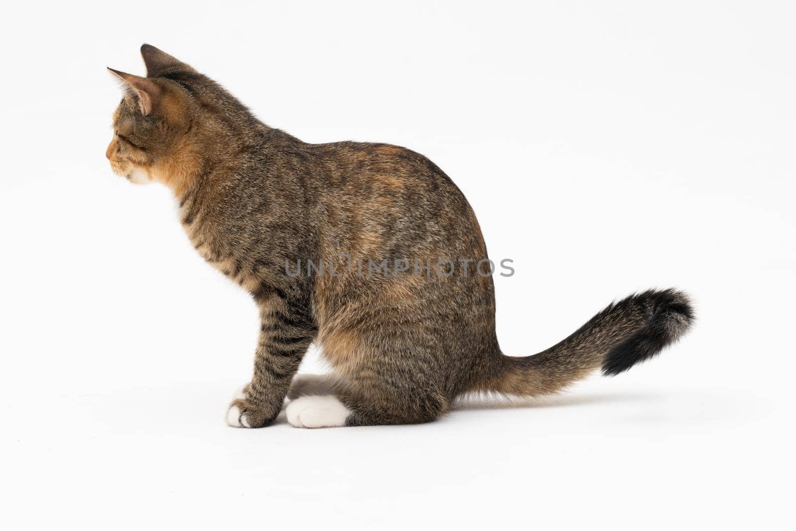 The cat sits on a white background, sideways facing the camera and looks straight ahead. The cat has protruding ears and a brown-black color.