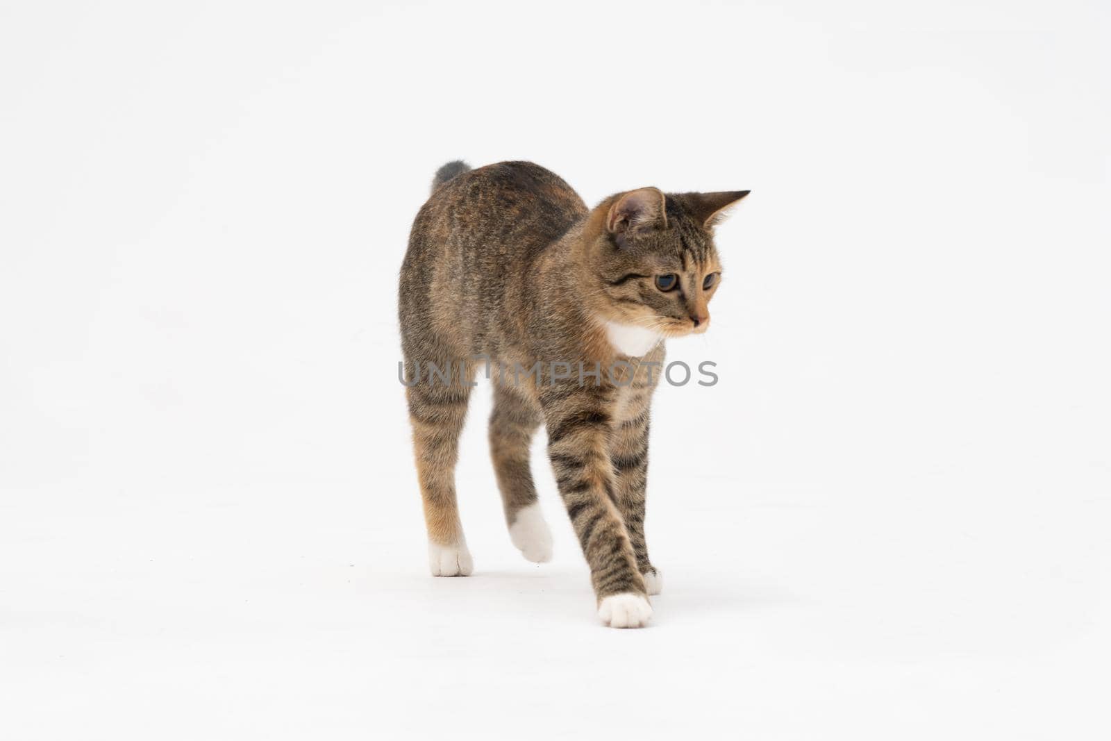 A cat of the European breed, that is multiracial with black-brown color. Cat freely walks isolated on a white background.