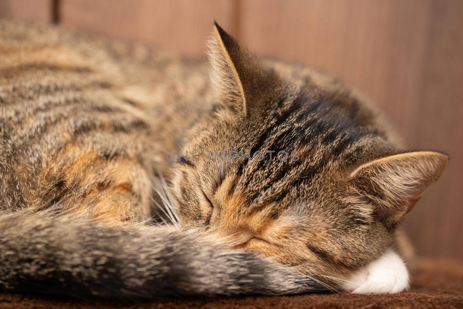 The multiracial cat sleeps soundly on its favorite blanket. The domestic pet rests in its place.
