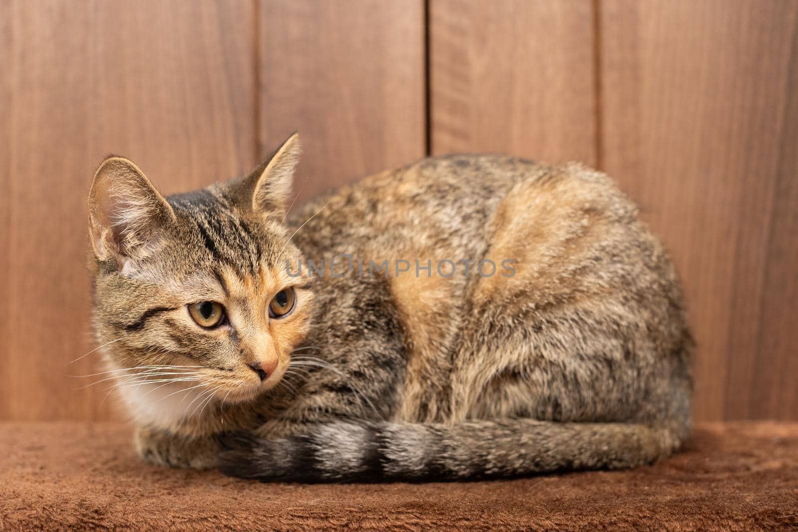 After sleeping, the Little Kitten looks around the room. Gently closed eyes.