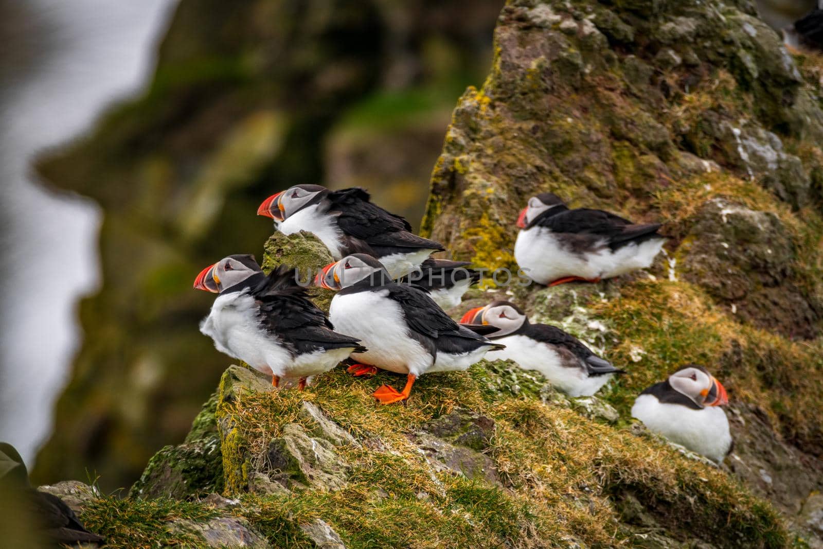 Profile view of puffin group over the rock with high winds