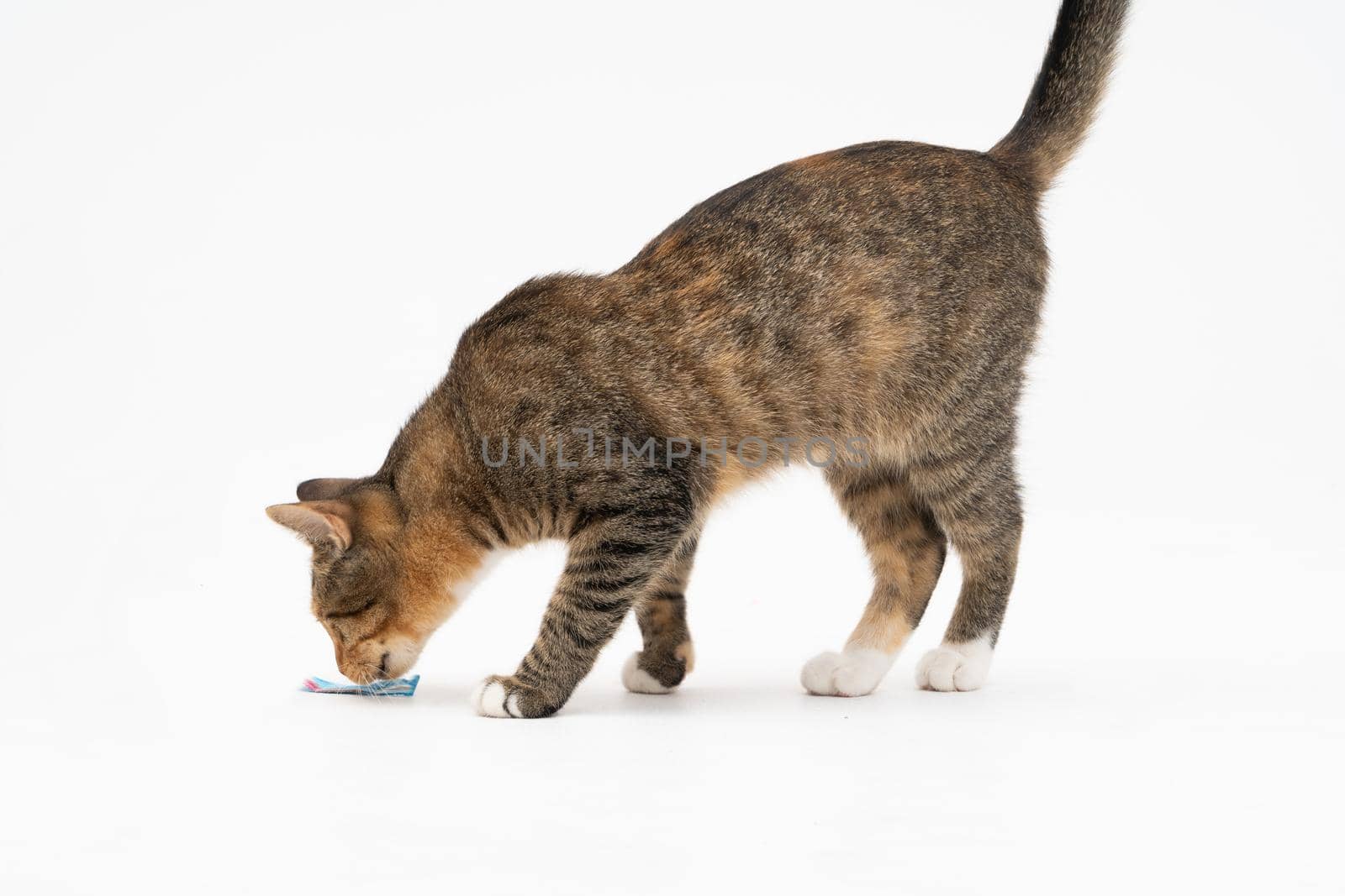During the search, the cat caught a smell that interested him very much and stopped to examine it thoroughly.