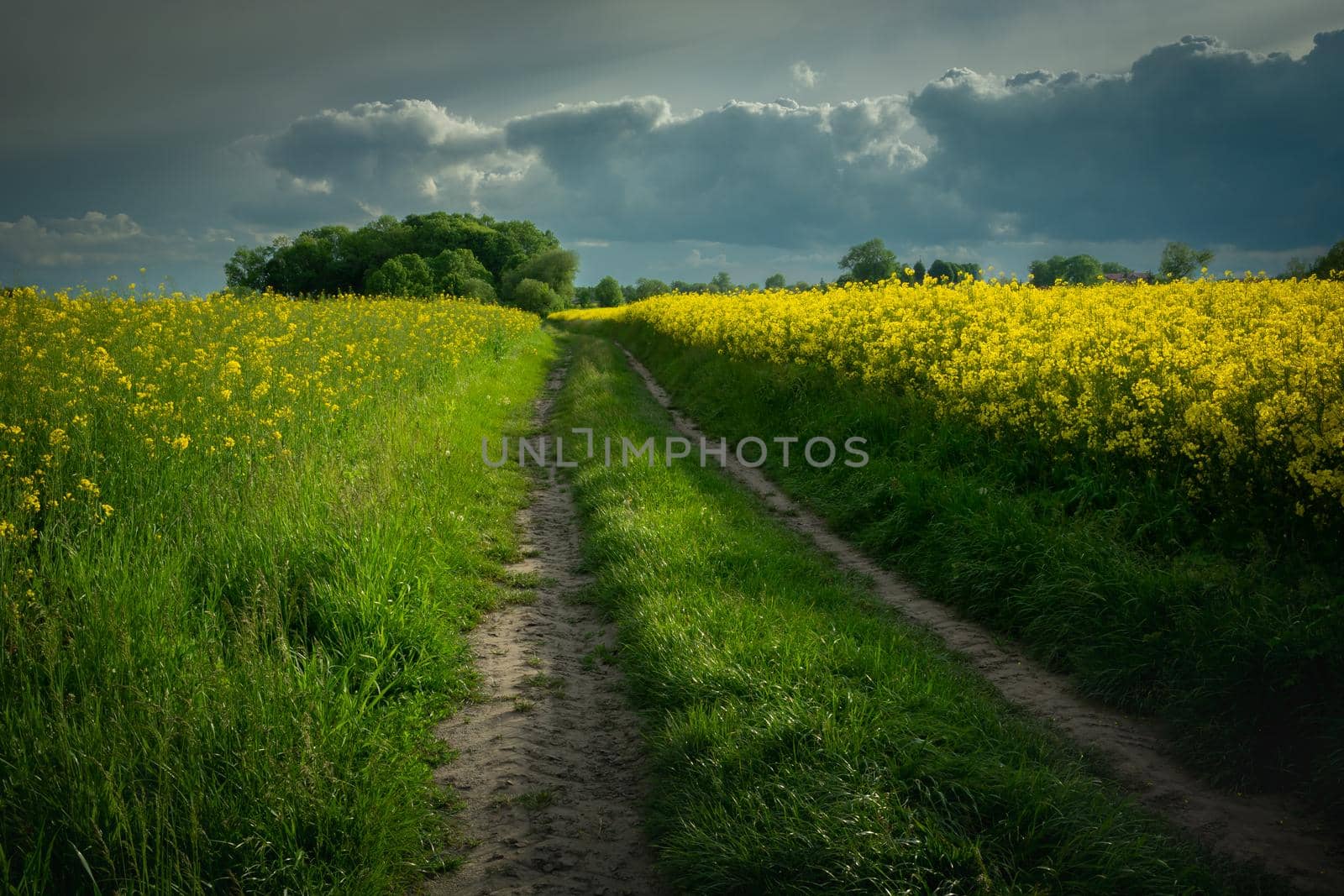 Empty straight dirt road next to a rape field and cloudy sky, spring day