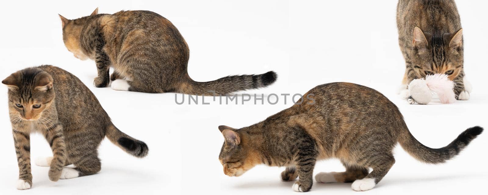Collection of many different cat behaviors placed on white background. She-cat is a crossbreed of many breeds widespread in Europe. Long tail and erect ears with brown and black color. Panoramic view.