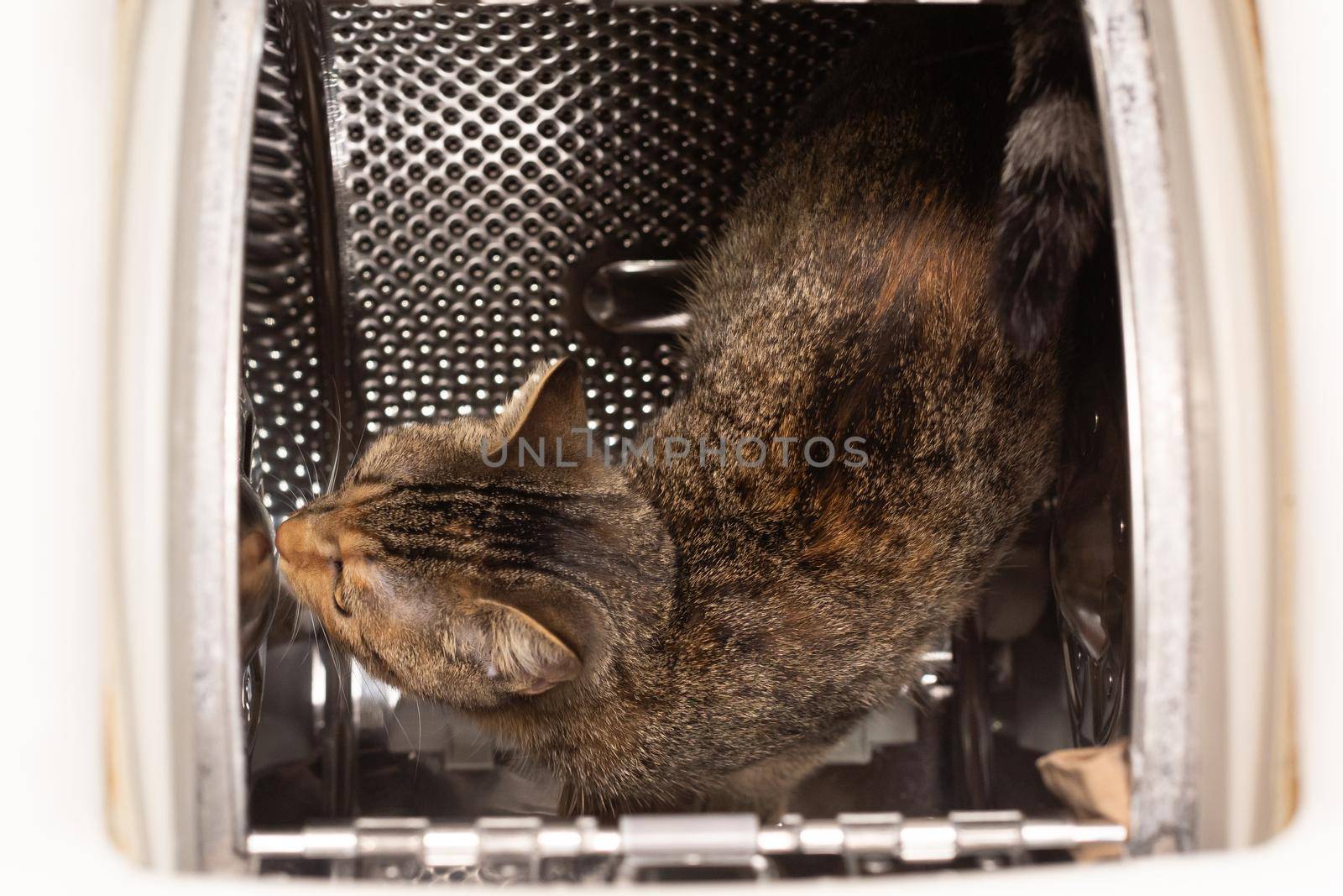 Inside the washing machine, a multiracial cat walks on a perforated drum and checks out new smells for it. Short hair with black stripes.