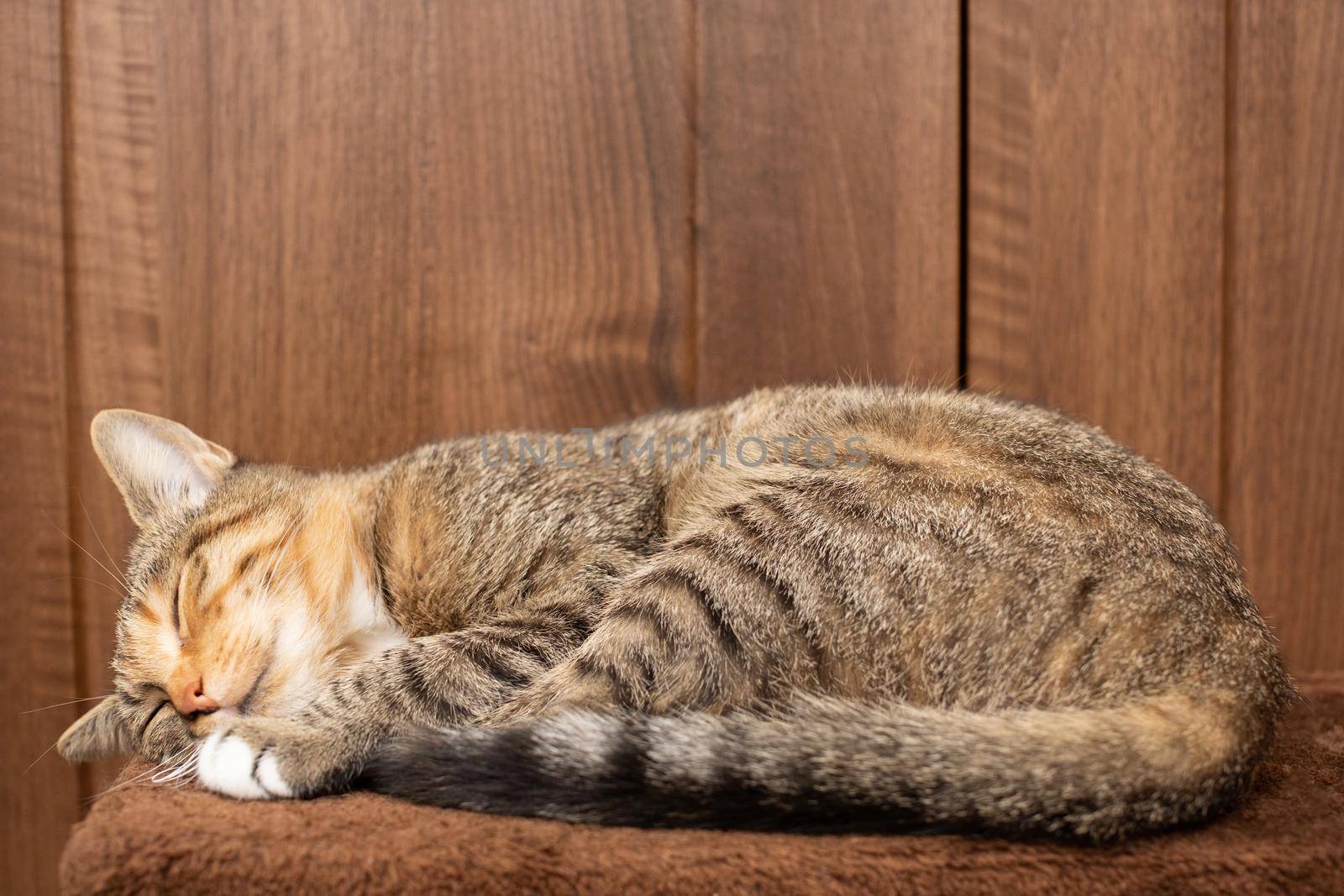The multiracial cat sleeps soundly on its favorite blanket. The domestic pet rests in its place.