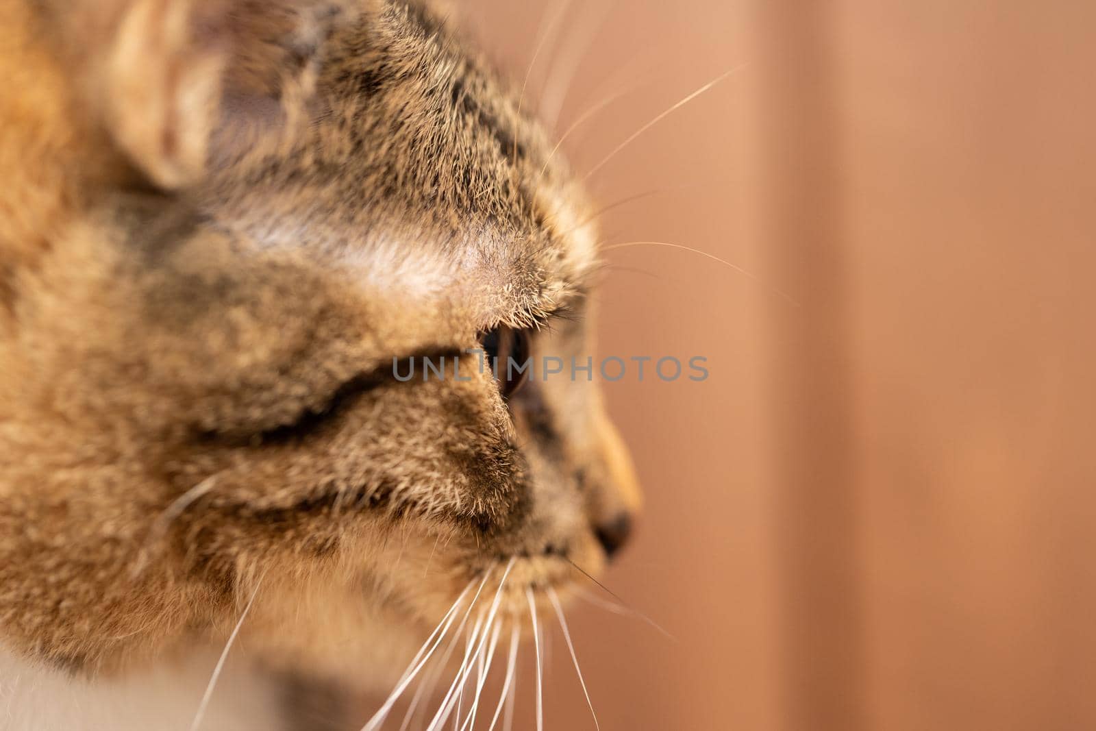Side view of the female cat. The head of the cat in a close-up shows a large eye and a protruding ear. Long white cat's whiskers.
