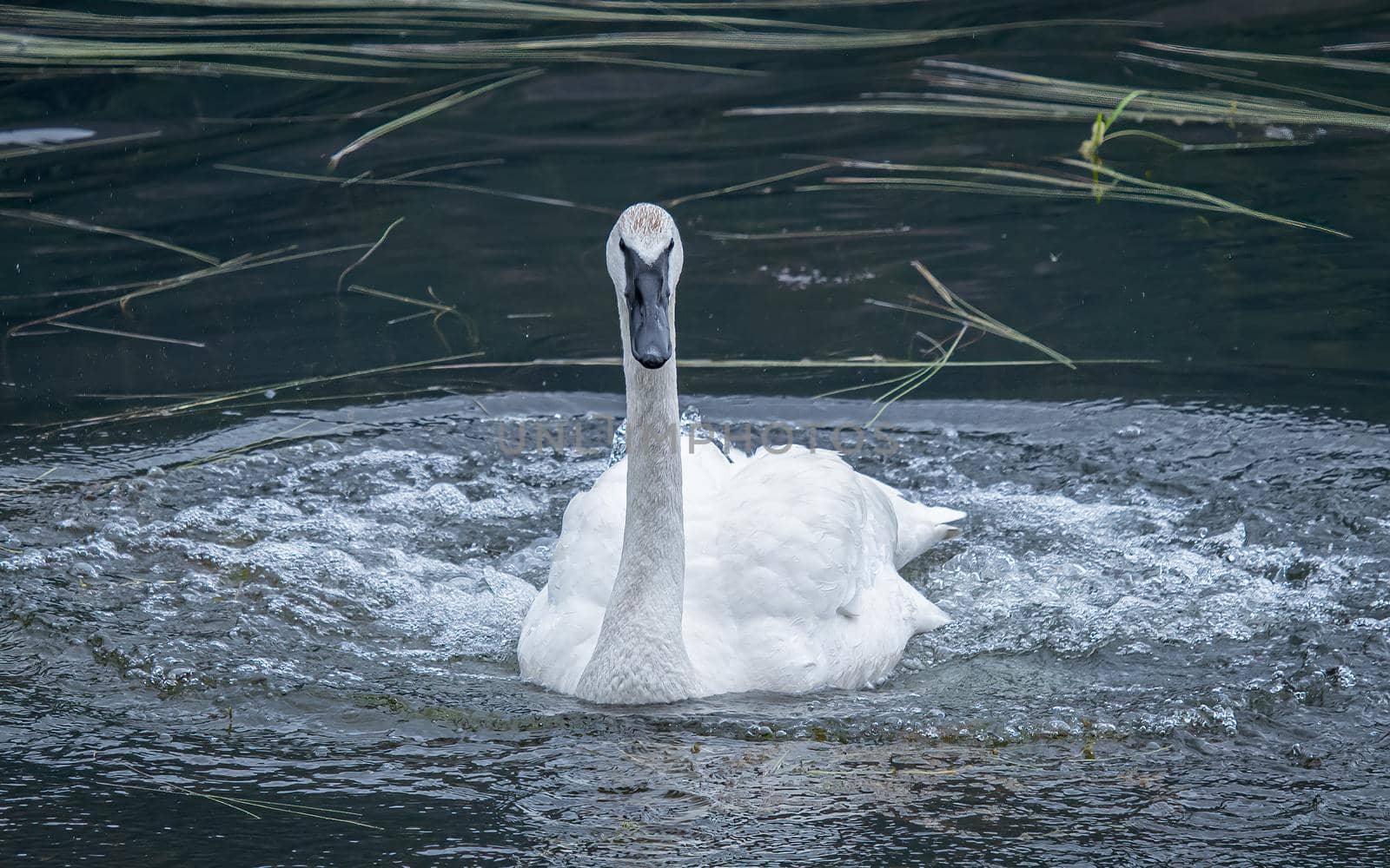 Wild Alaskan Trumpeter Swan churns the water by lisaldw