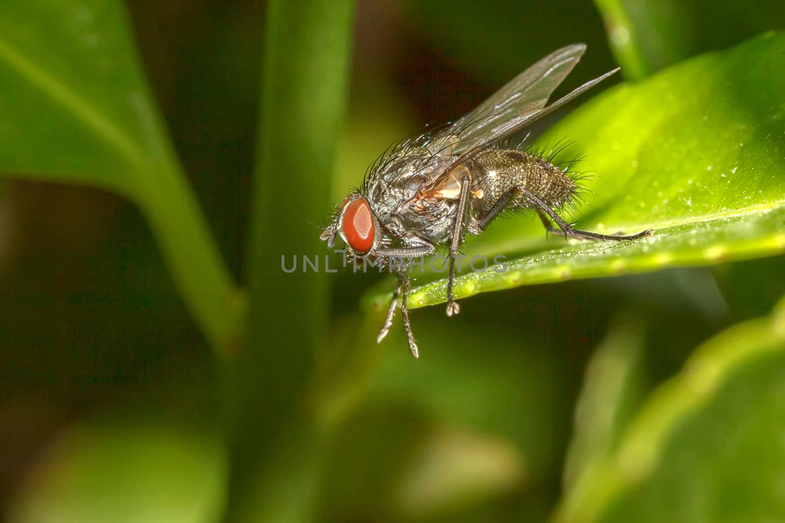 Detailed macro of sitting fly on a green leaf, blurred background. Horizontal view by EdVal