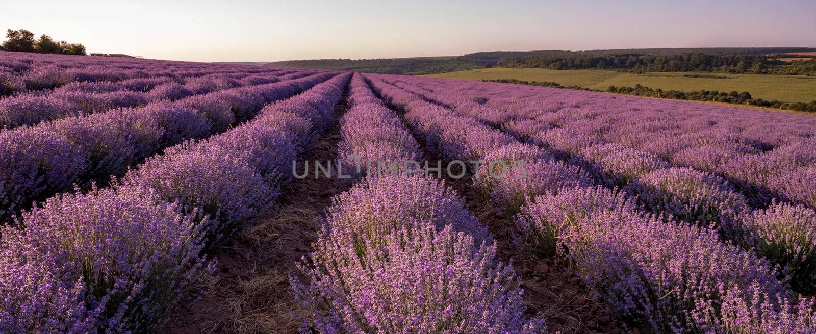 Lavender flower blooming scented fields in endless rows. by EdVal