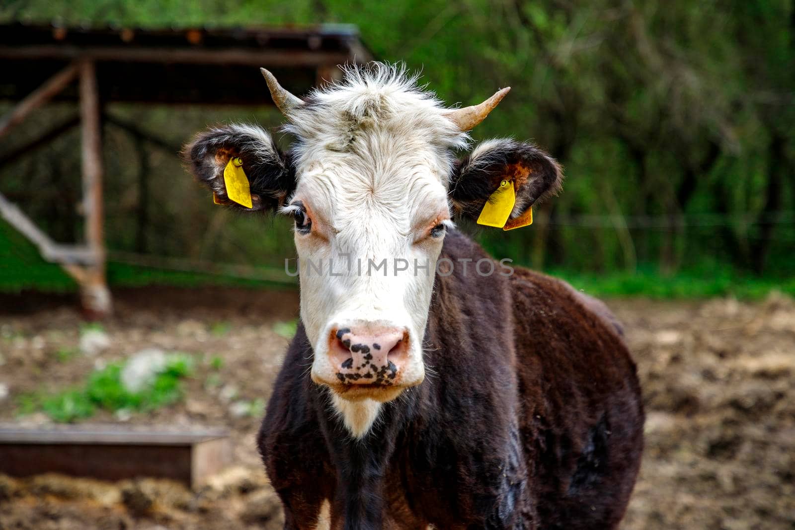 Close up portrait of cow in a farm background. Soft focus