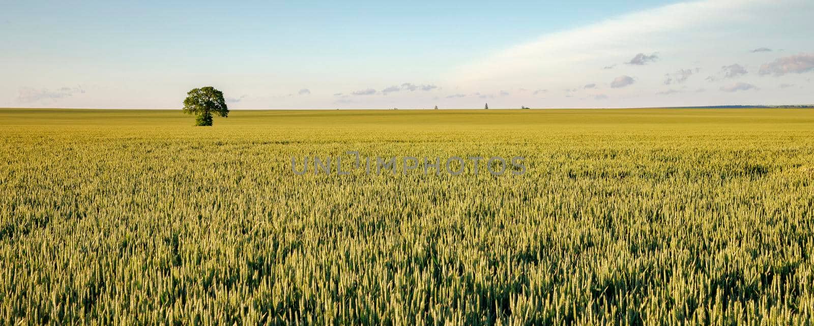 Alone tree in the yellow harvest field. Day view. Panoramic view by EdVal