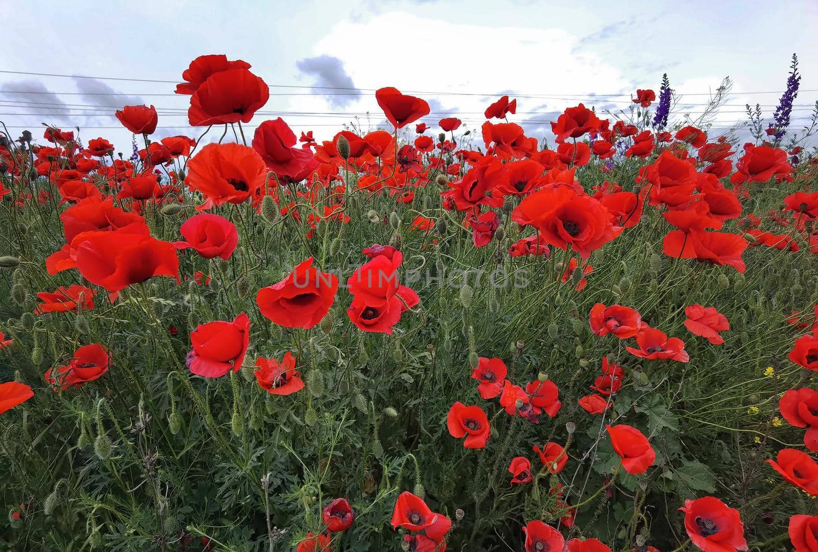 Flowers Red poppies bloom in a wild fields. Many beautiful red poppies. Close