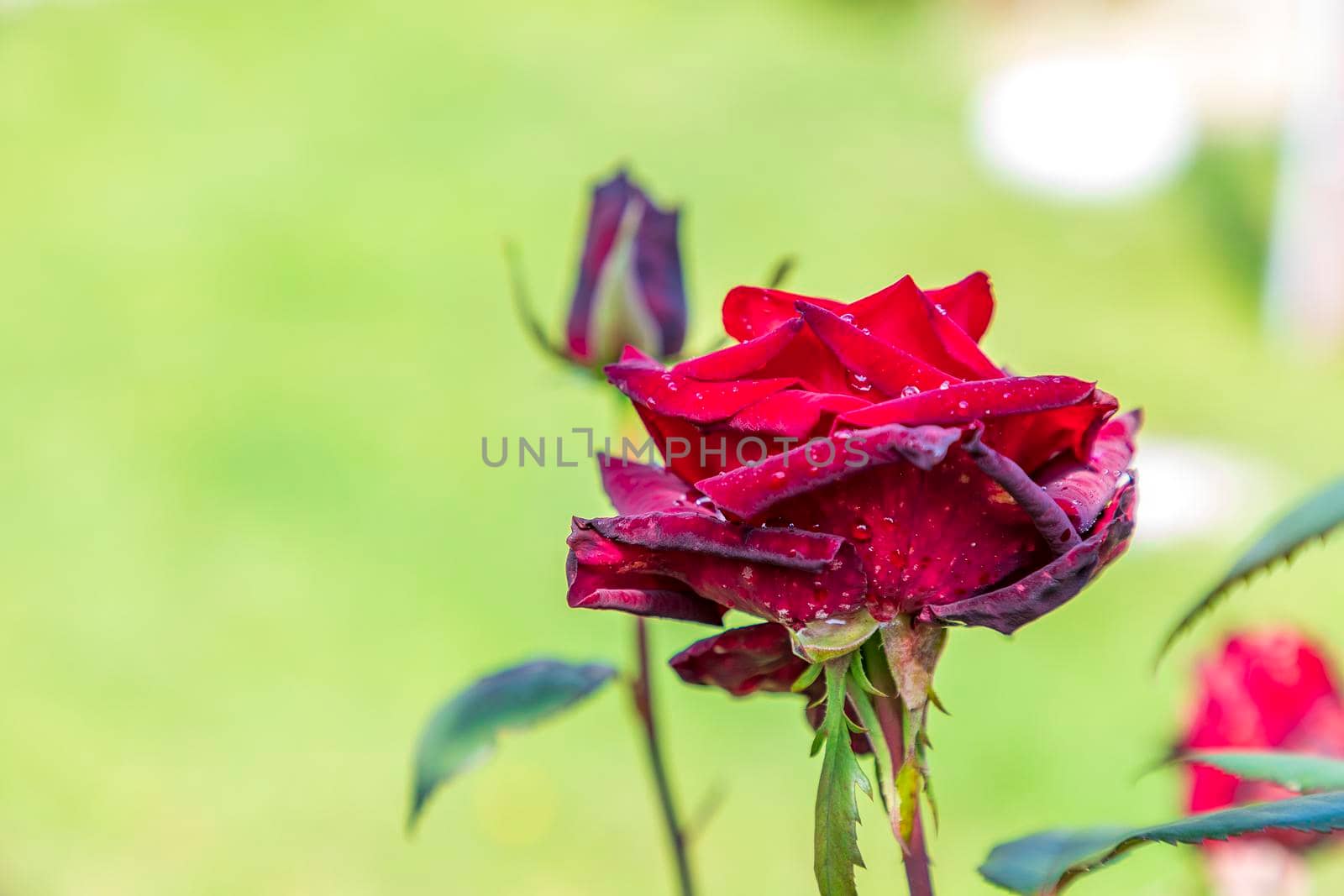 Beauty red rose with water drops in blurred background.