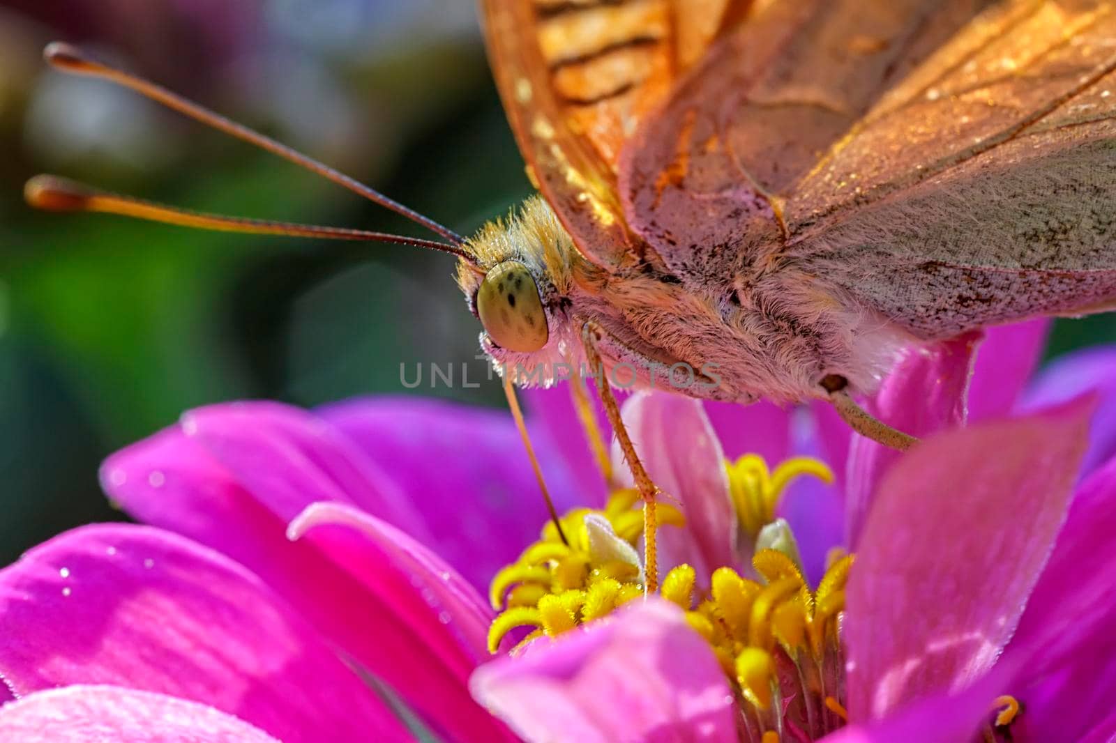 Amazing colorful butterfly on a flower. Close up by EdVal