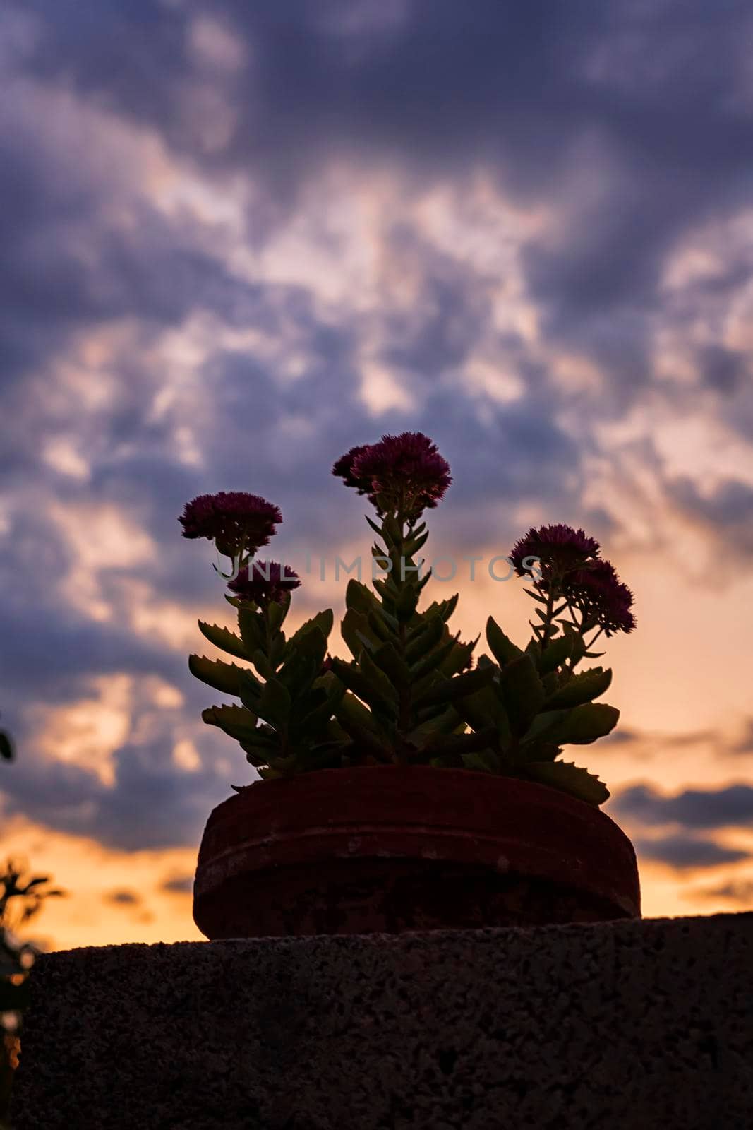 Silhouette of flower against the amazing twilight sky. Vertical view by EdVal