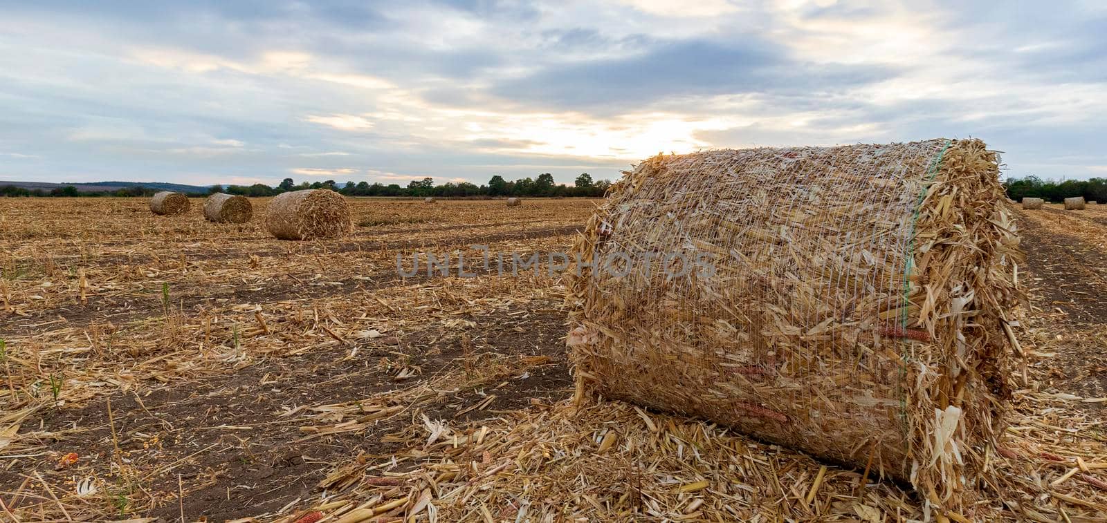 Scenic view at big bales hay on the field at sunset after harvest by EdVal