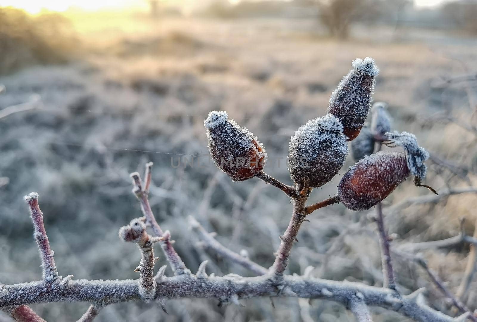 Close up of frozen rose hips on the field in winter. Blurred background by EdVal