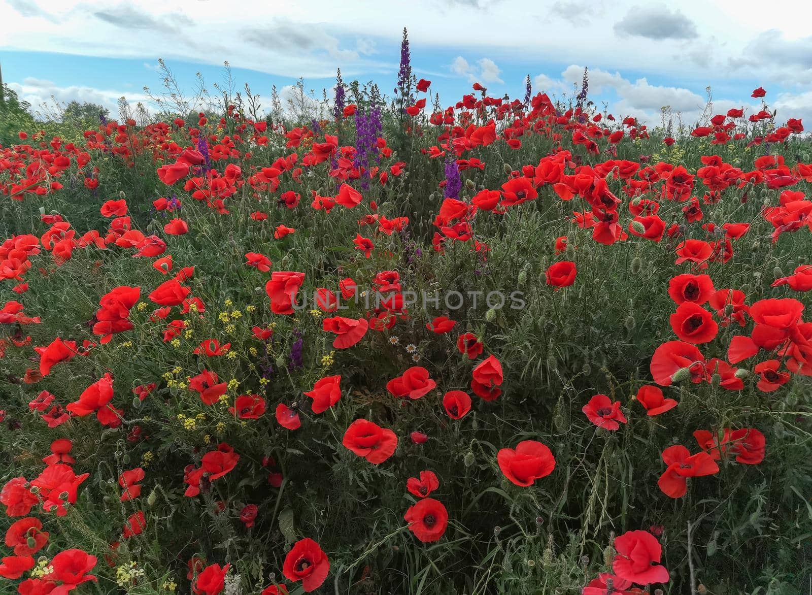 Purple flowers and poppies bloom in wild field. Beautiful rural flowers. by EdVal