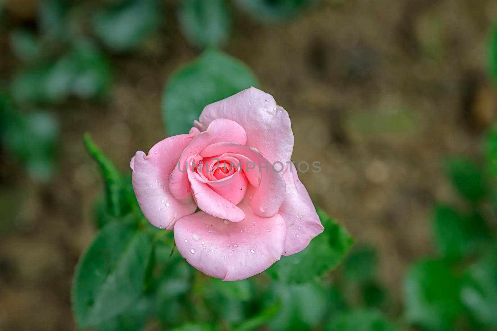 Top view of delicate pink rose on blurred background with copy space by EdVal