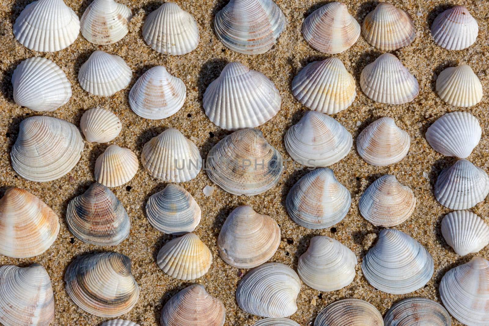 beautiful stacked on sand shell marine clams by EdVal