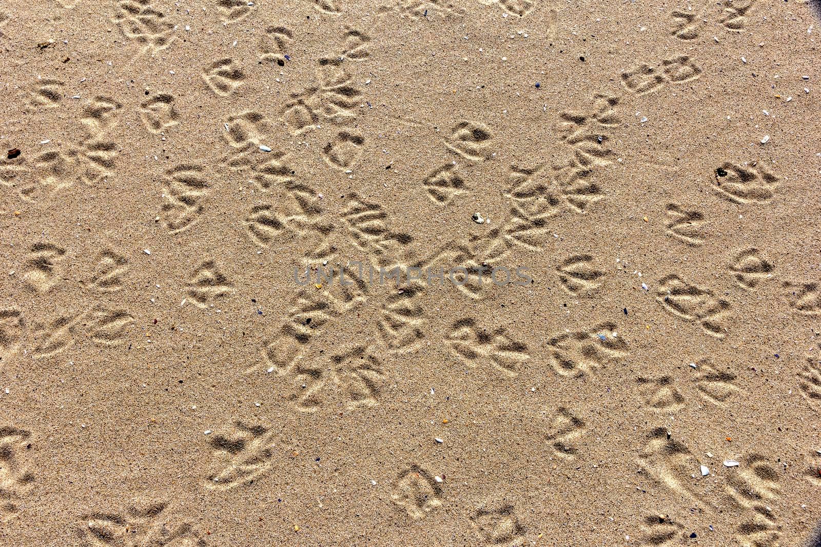 Sand texture with bird traces. Summer abstract background.