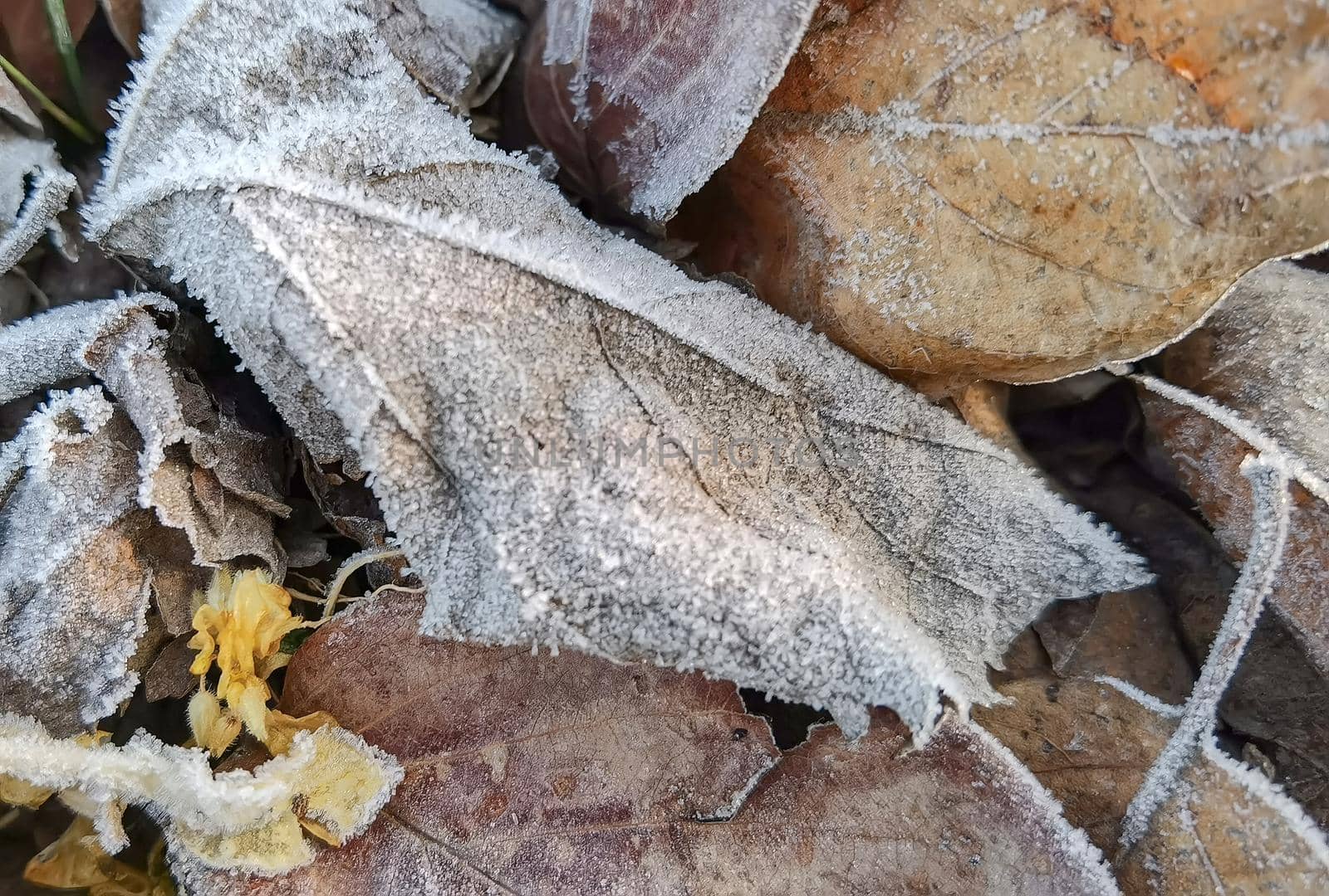 Frozen leaves on the grass in winter garden. Close up by EdVal