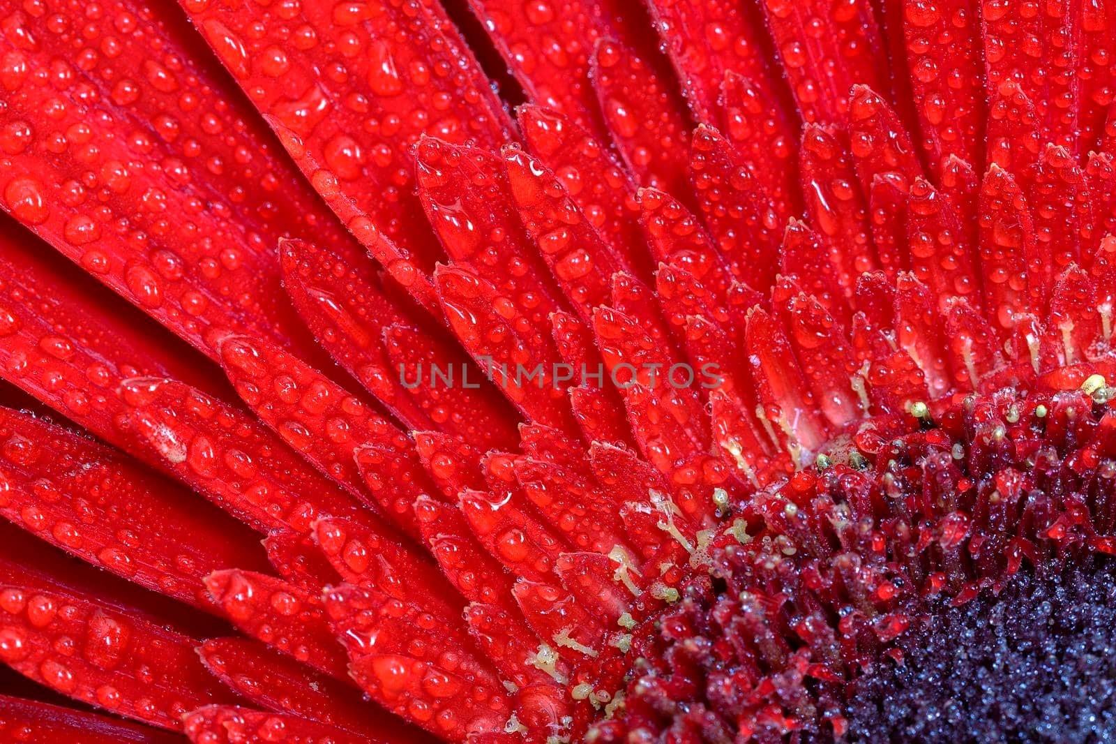 A close view of a beautiful red gerbera flower with water drops. Nature background