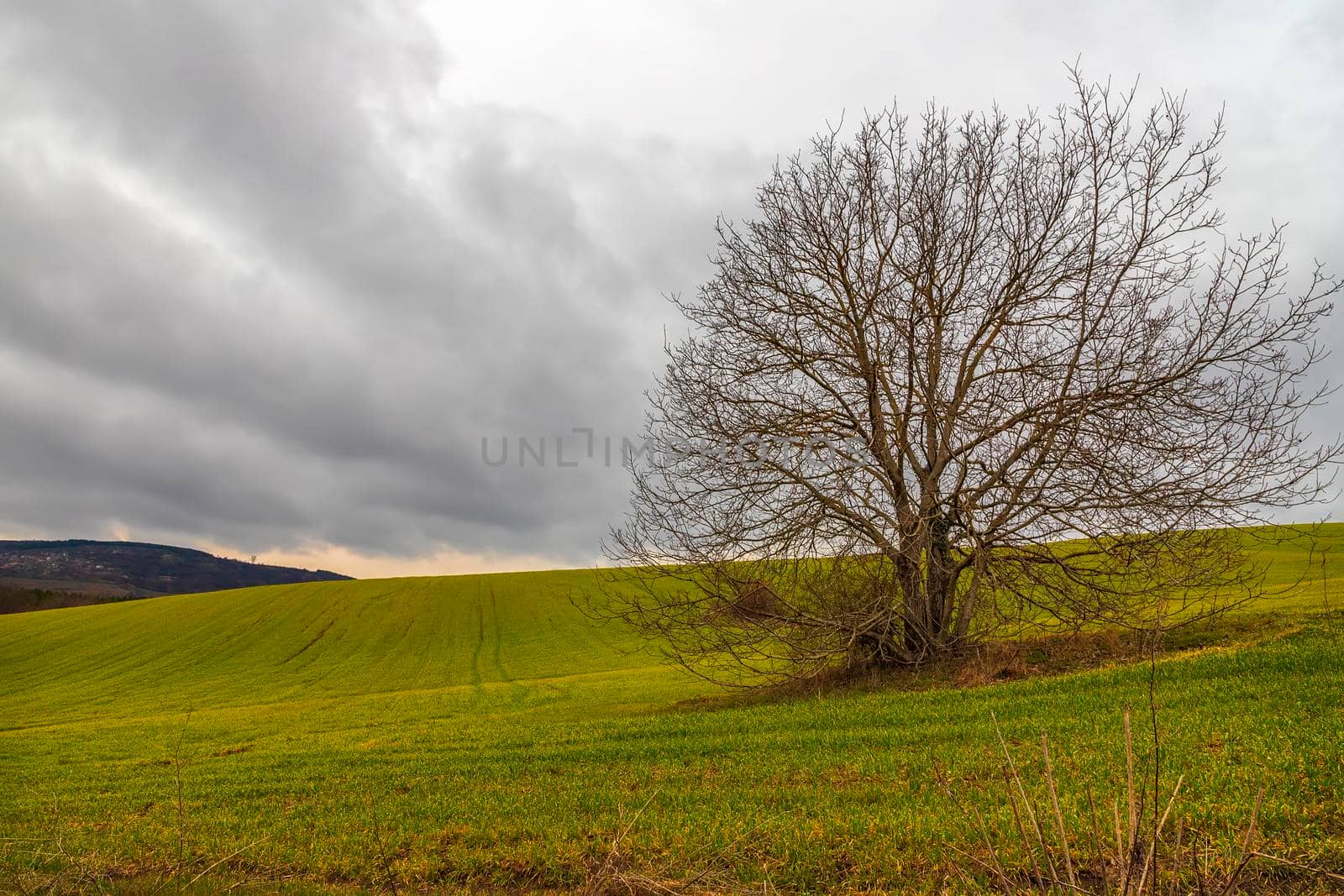 Stunning landscape of big alone tree at field. Cloudy day by EdVal