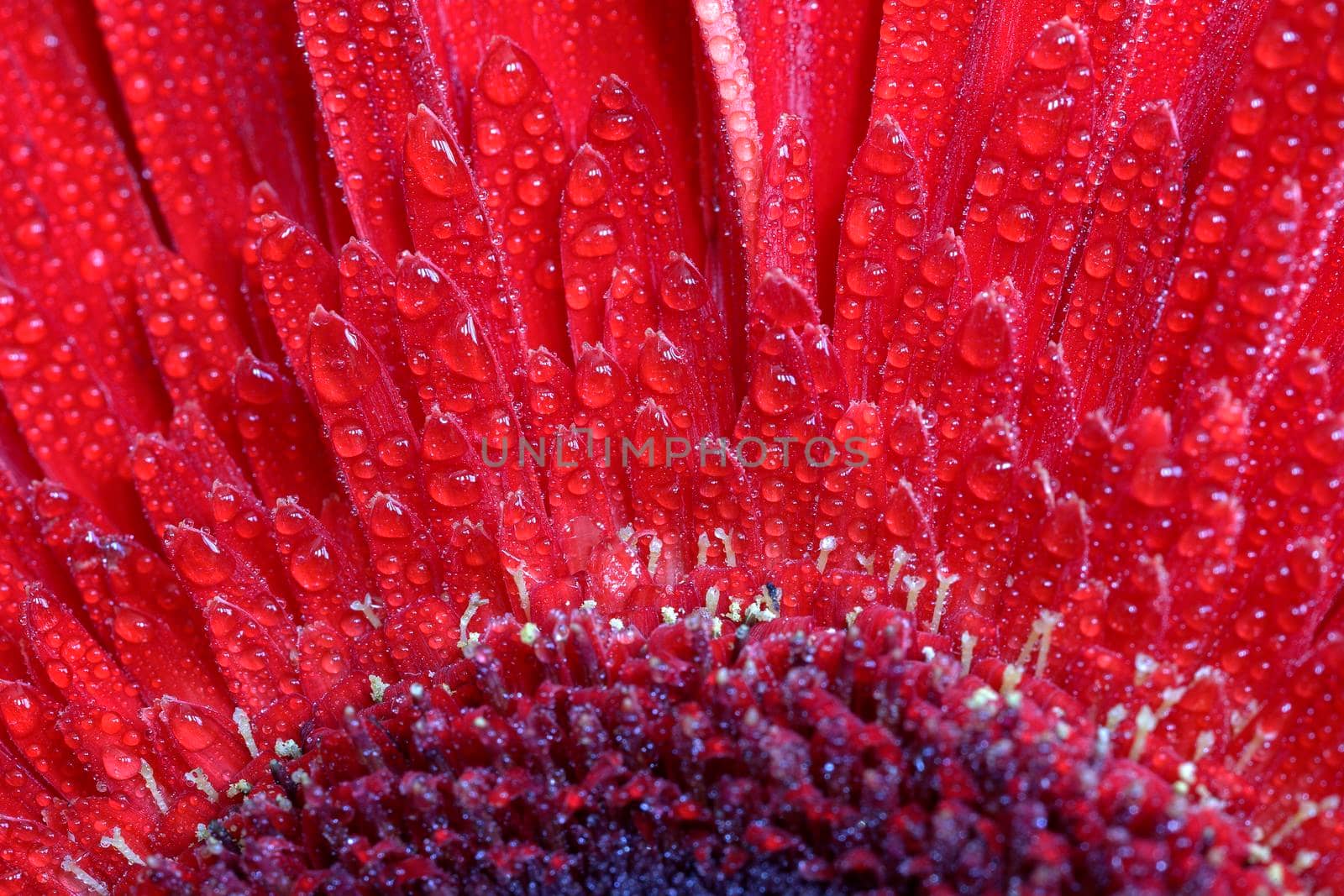 A close view of a beautiful red gerbera flower with water drops. Nature background